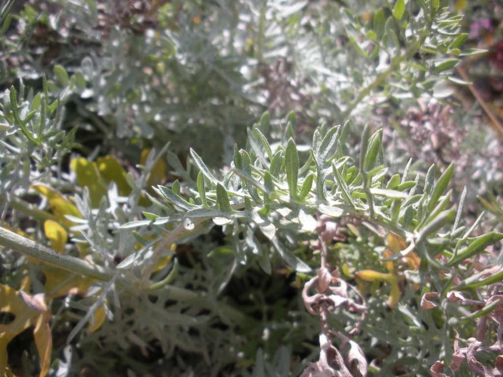 Centaurea cineraria / Fiordaliso delle scogliere